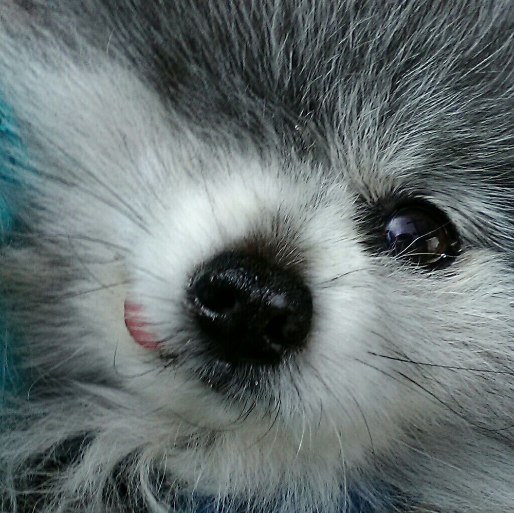 Meet your Posher, Mr. Bear